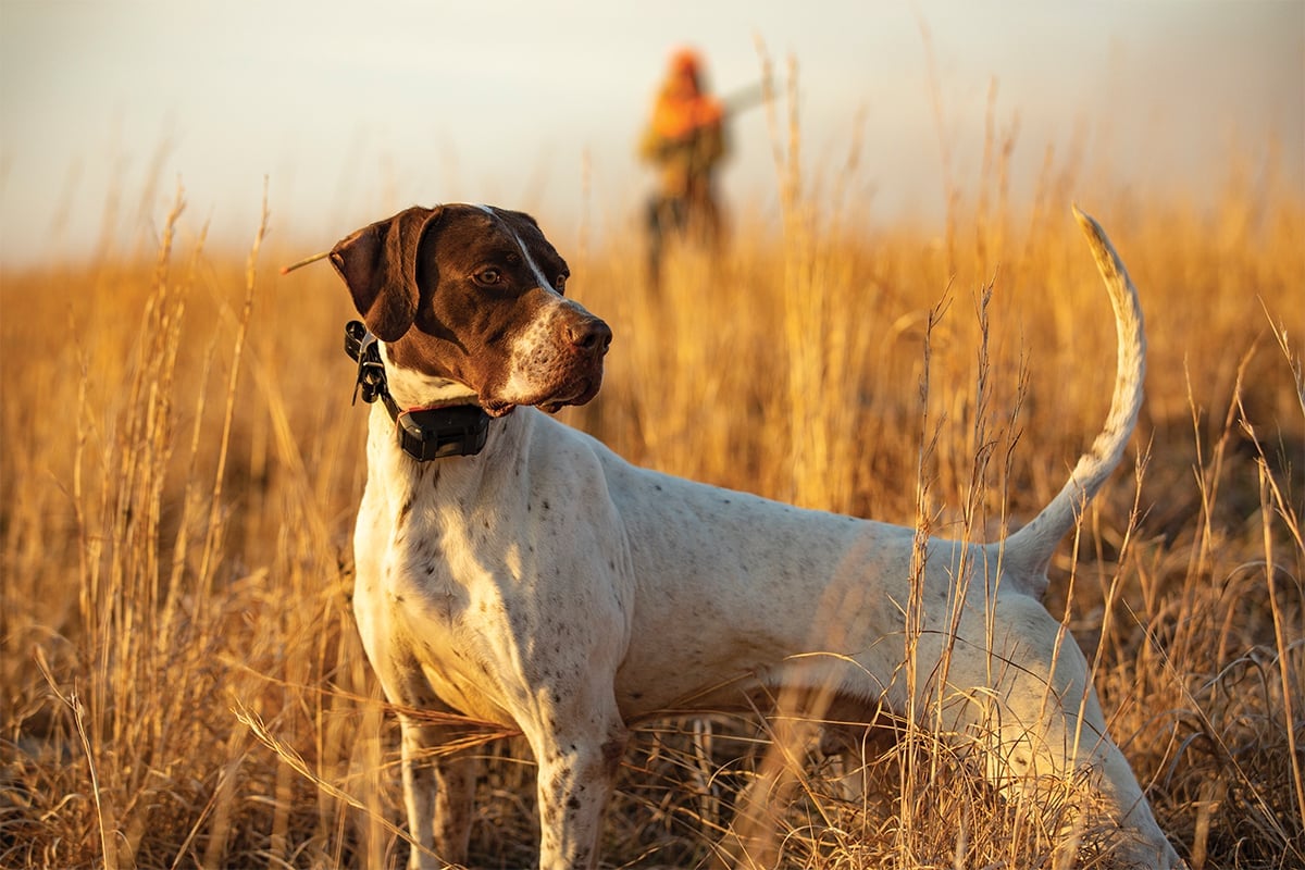 dog on a hunting trip